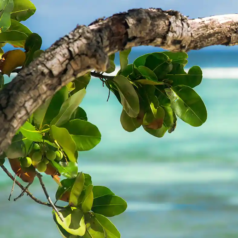 Calophyllum Inophyllum Tree