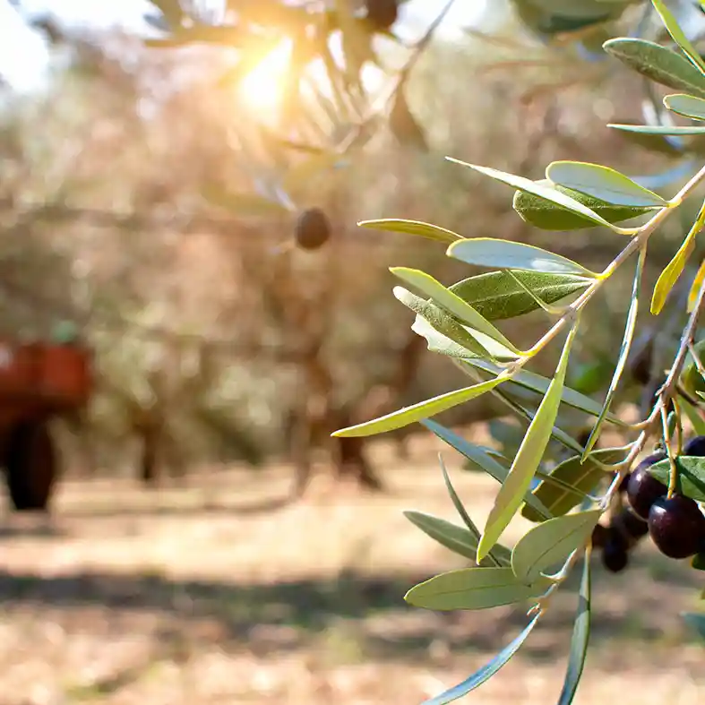 Olive trees with tractor in the background