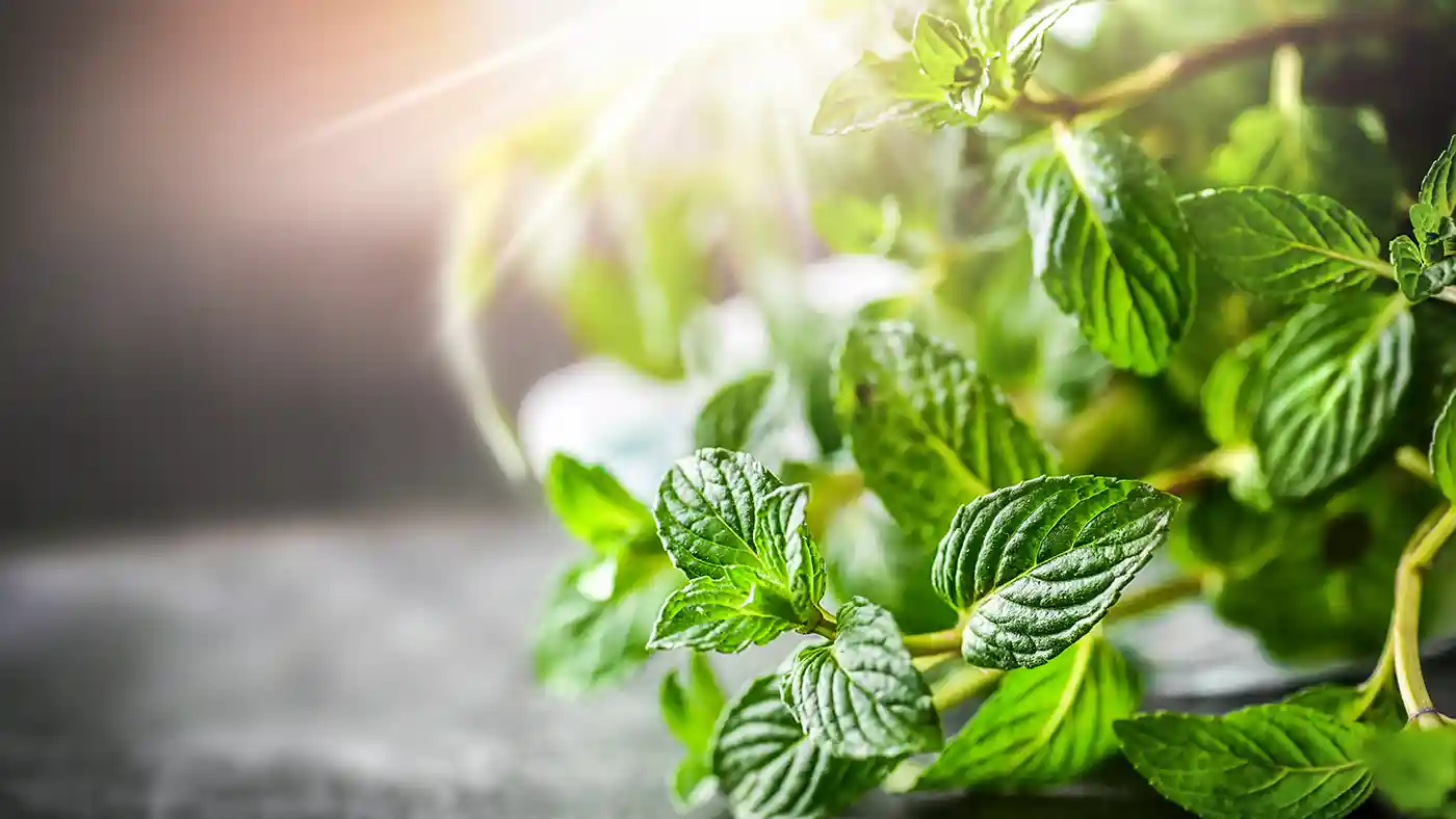 Peppermint leaves