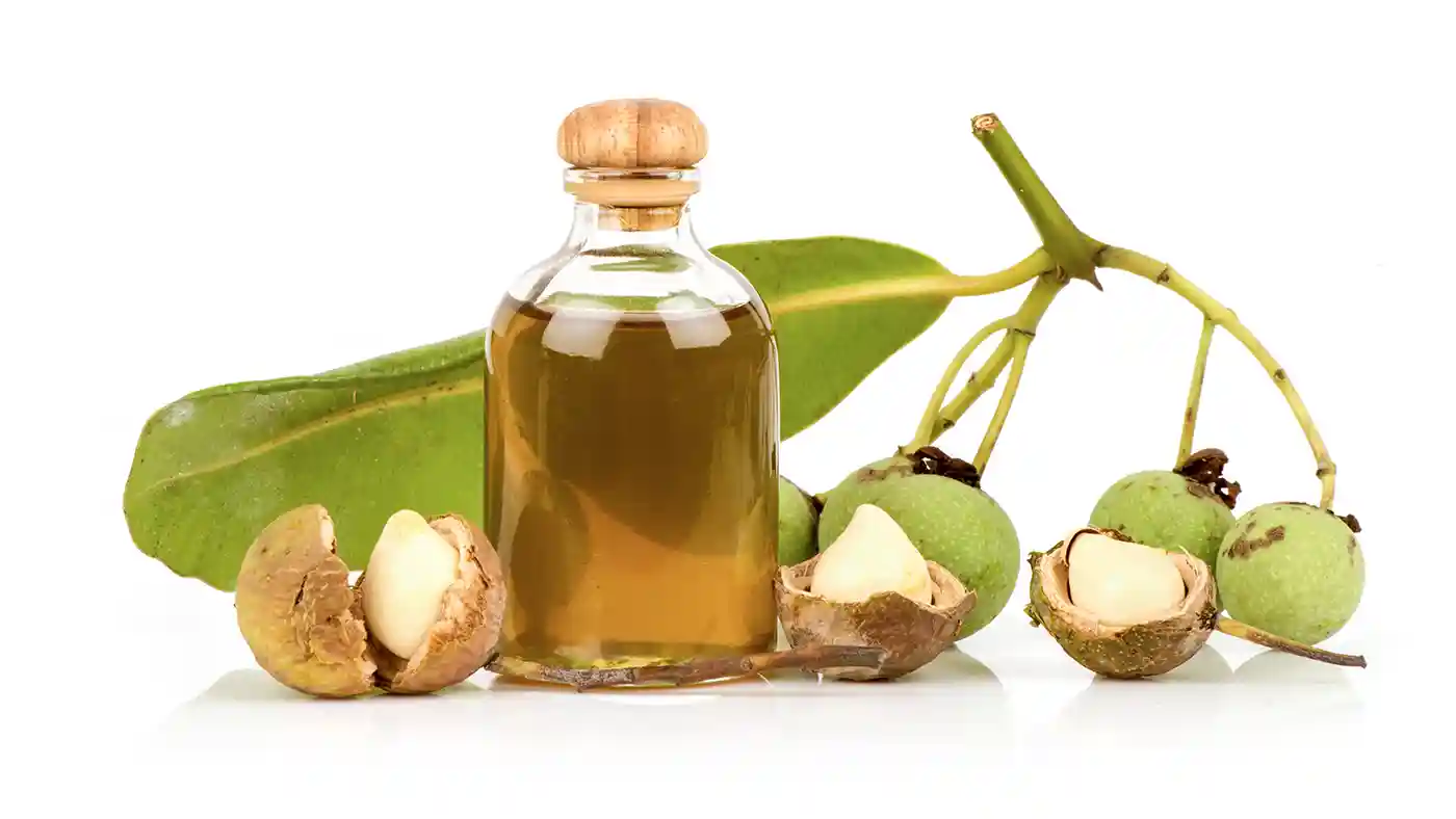 Tamanu Oil in glass bottle with cork surrounded by Tamanu fruit