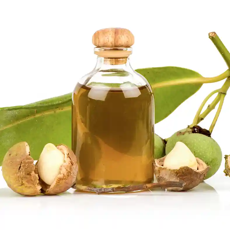 Tamanu Oil in glass bottle with cork surrounded with Tamanu fruit