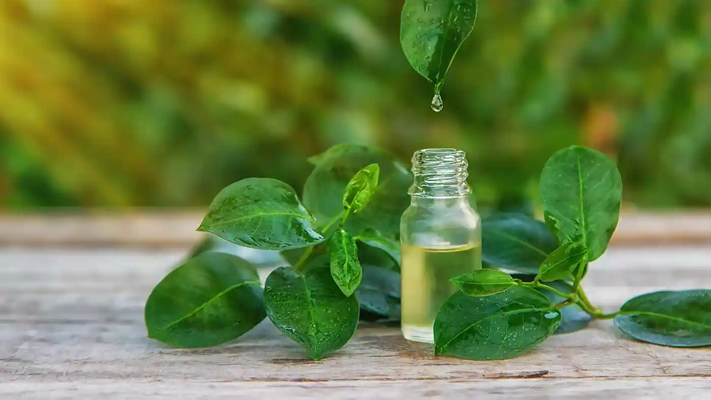 Tea Tree leaves dripping oil into glass bottle