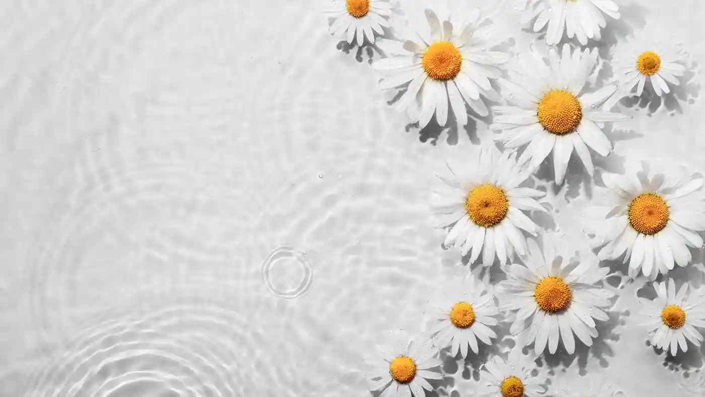 Water ripples and white flowers