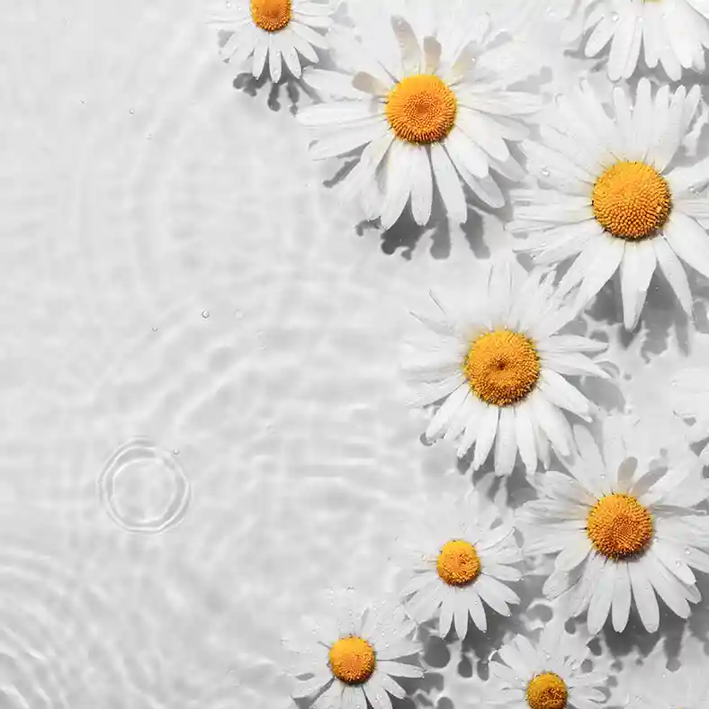 Water ripples and white flowers